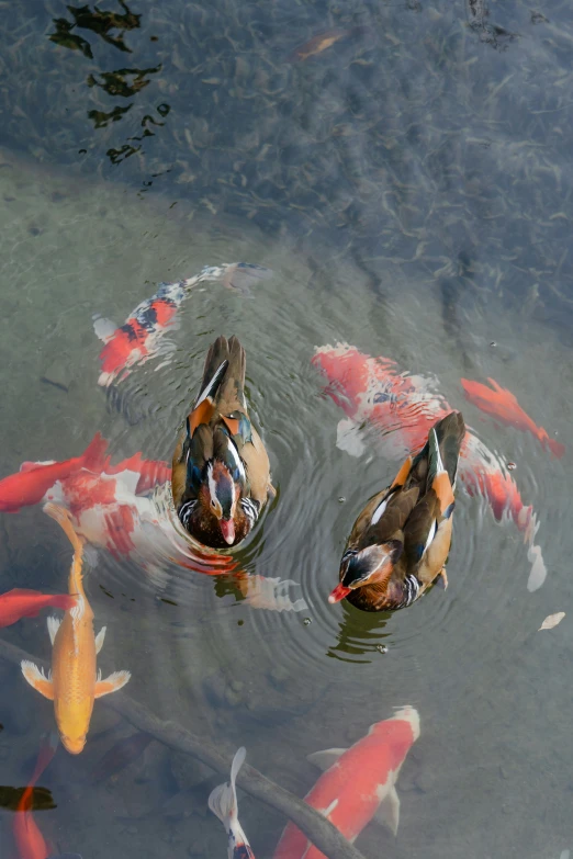 three orange and brown fish in a pond