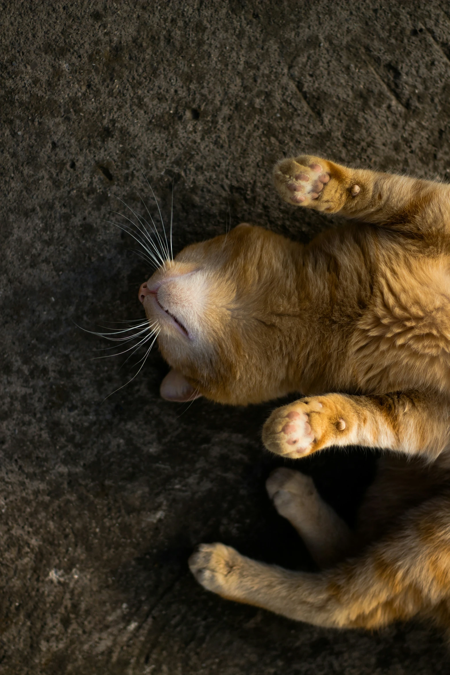 an orange and white cat laying on top of a black floor