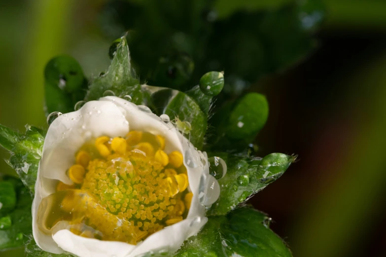 a closeup po of water droplets on a green flower