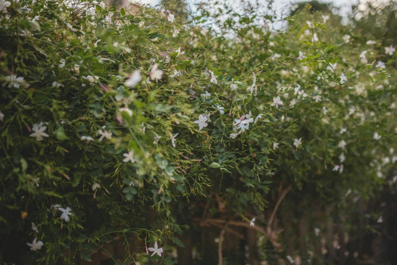 a tree lined with white flowers growing on top of it