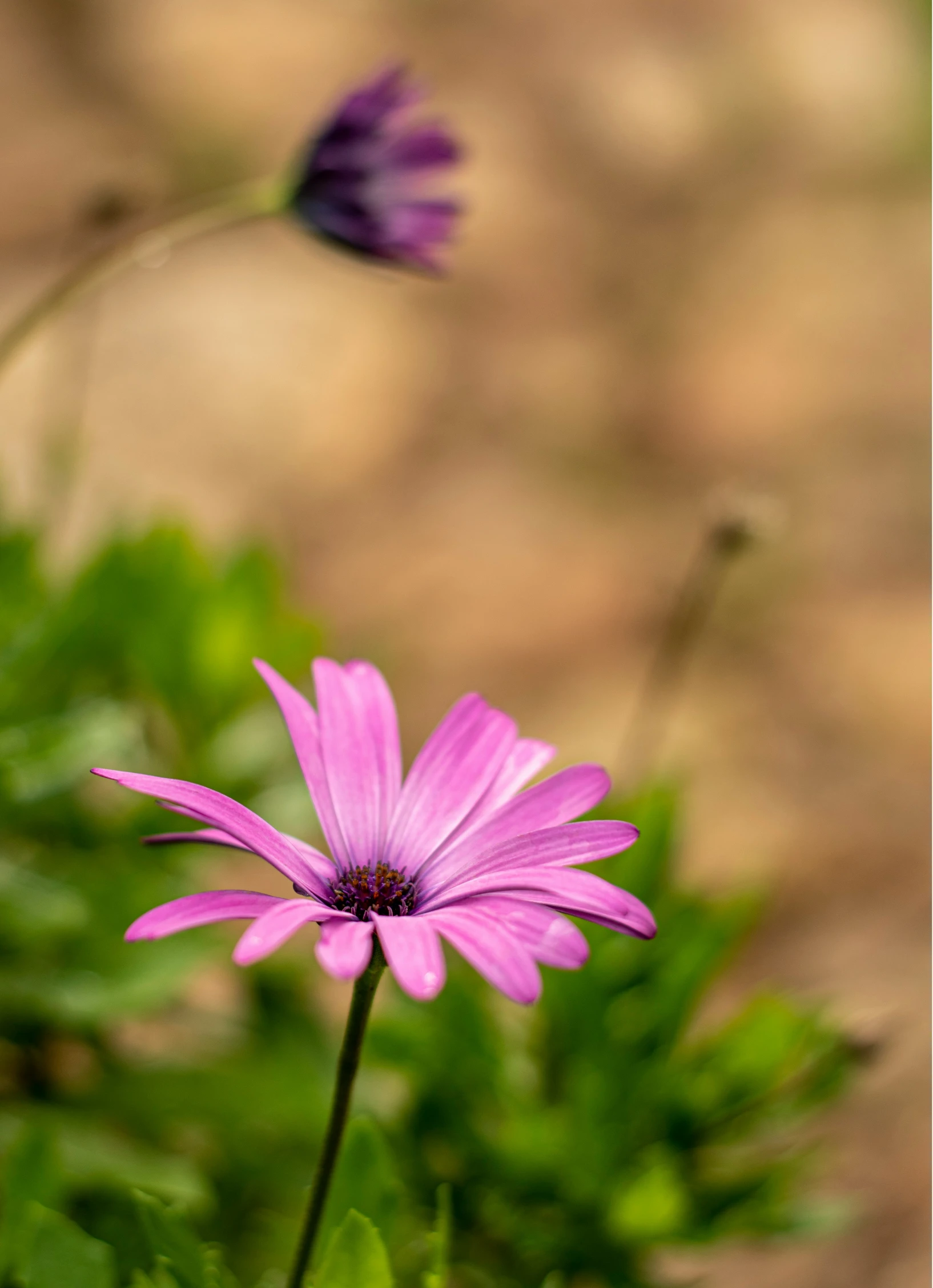 two flowers on the green stems with small purple petals