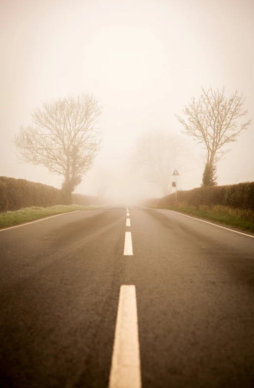 fog looms over a country road, with three trees on the far side