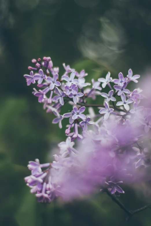 lilacs and other flowers against a green background