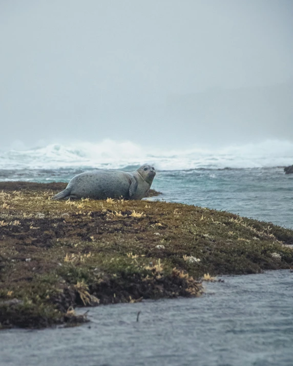 a large animal laying on top of a grass covered field