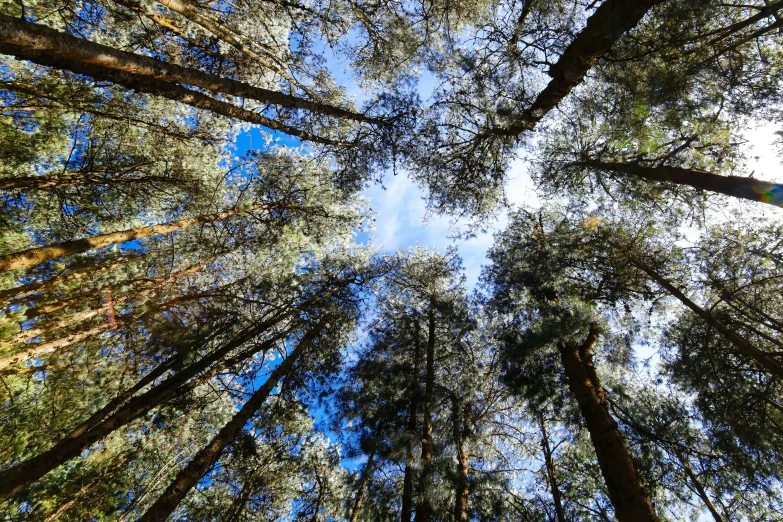 looking up into the tree tops on a nice day