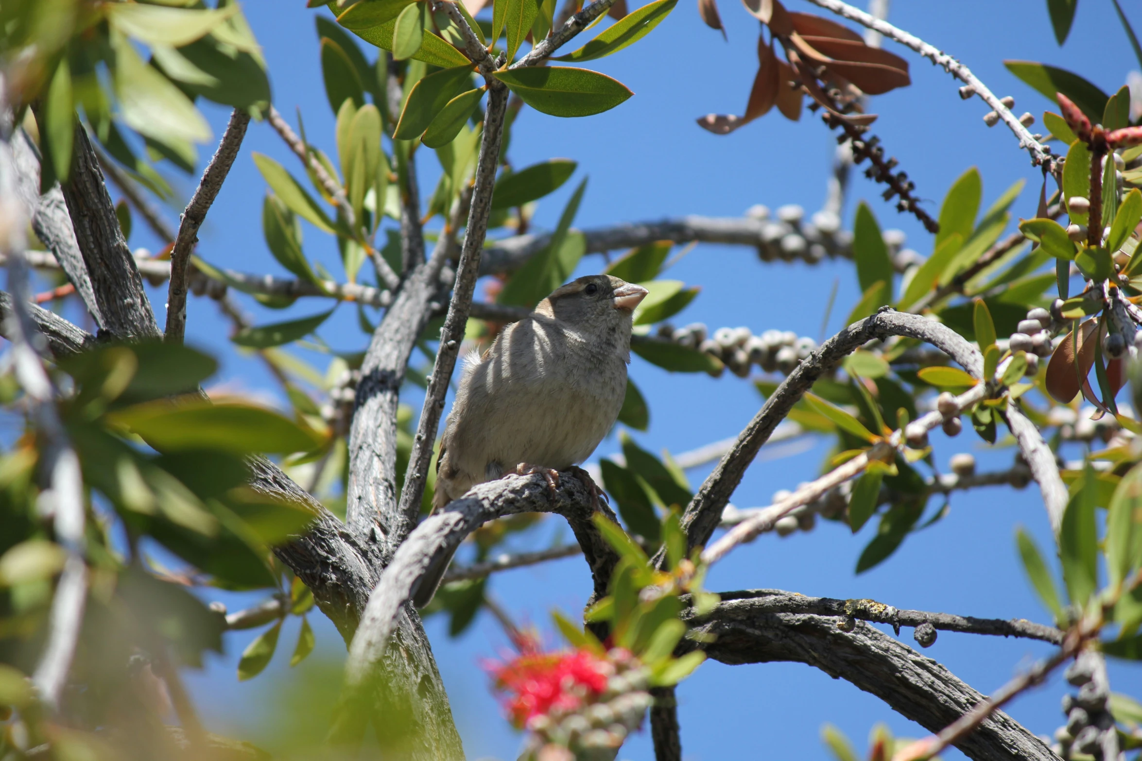 the bird is sitting in the tree looking into the distance