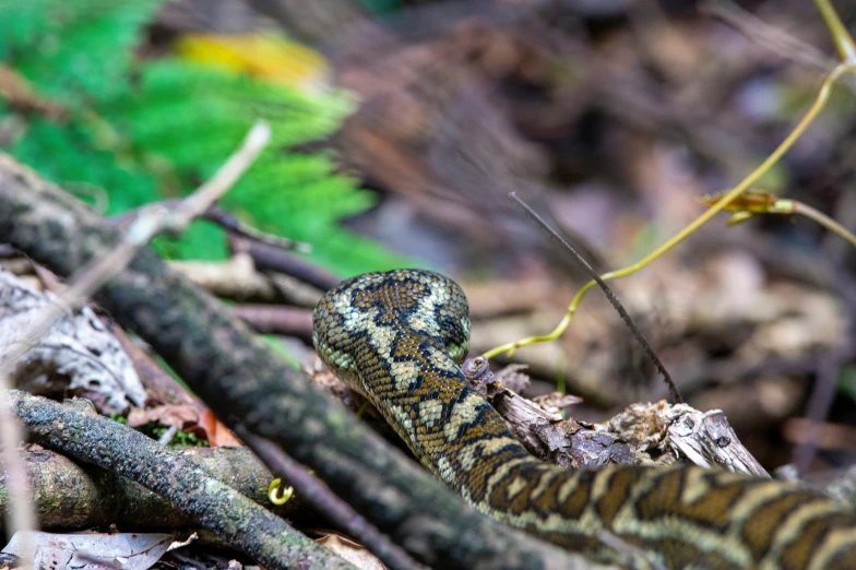 an lizard is looking around in the forest