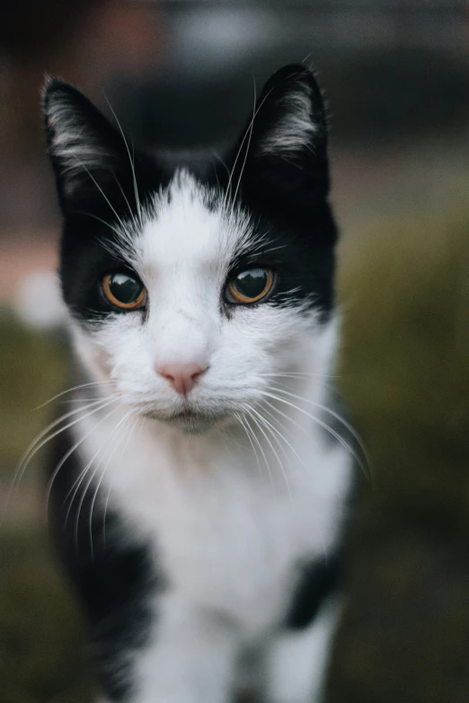 a black and white cat with big eyes staring into the camera