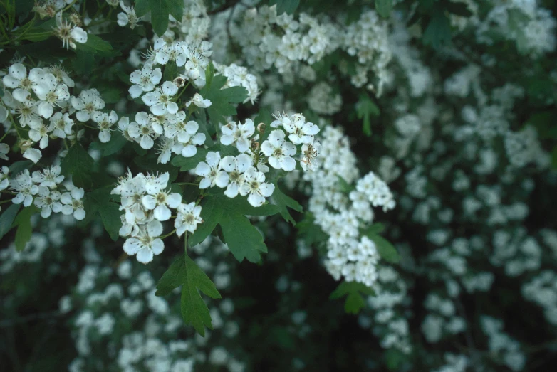 some white flowers are on the tree in the daytime