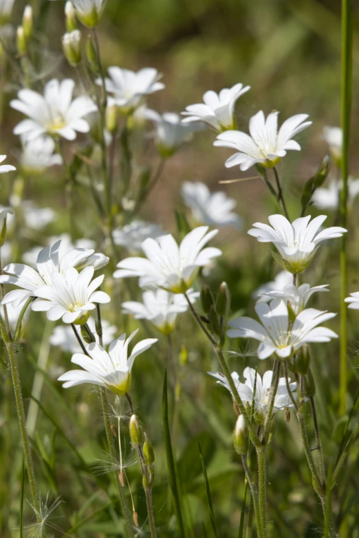 a close up of many small white flowers