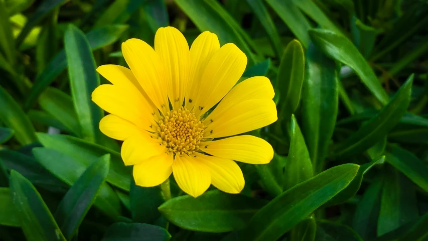 this is an image of a single flower