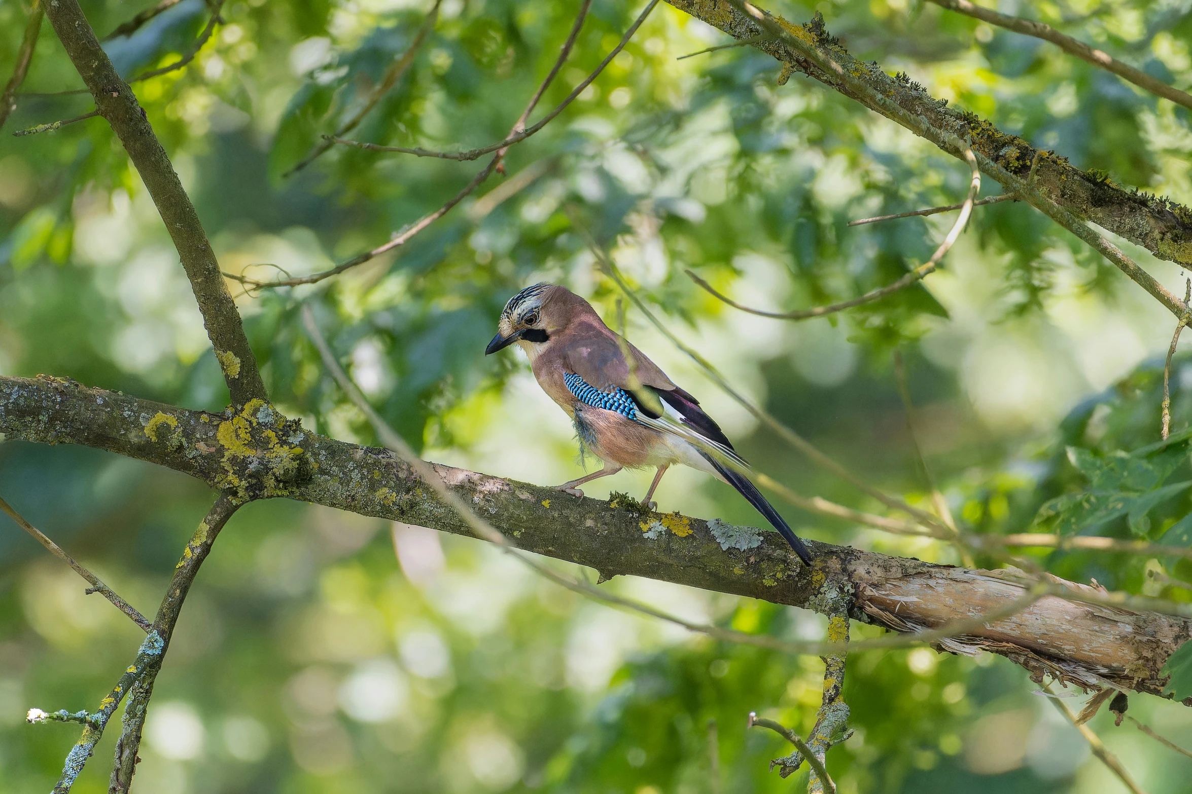 a bird that is sitting on a nch