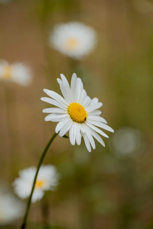 a white flower is surrounded by other flowers