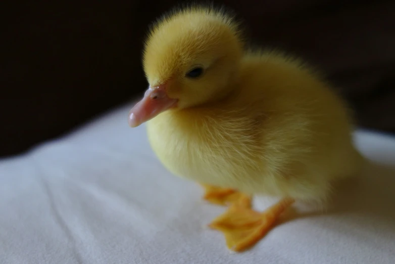 a small yellow rubber duck standing on top of a white sheet