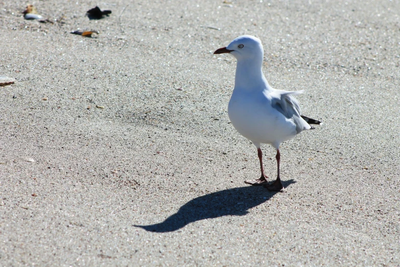 a seagull on the sand looking around