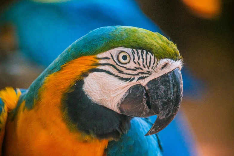 the head and shoulder of a blue - and - gold parrot