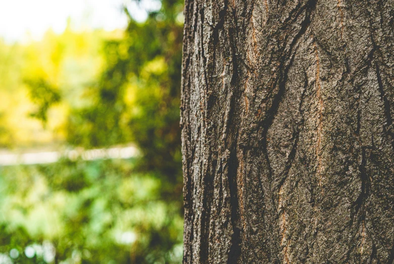 the background of a large tree trunk with rough bark