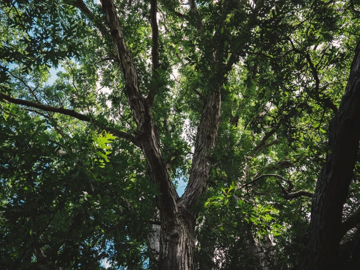 several trees are shown in the foreground, including one large tree, and a small bench by the trunk