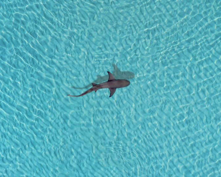 a large shark in the ocean