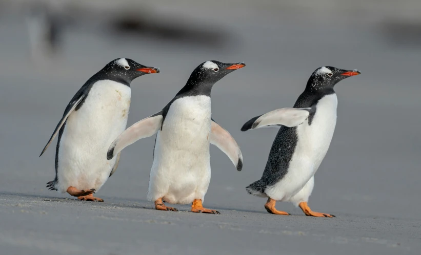 a group of penguins walk along the shore line