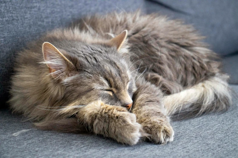 a gray cat sleeping on top of a sofa