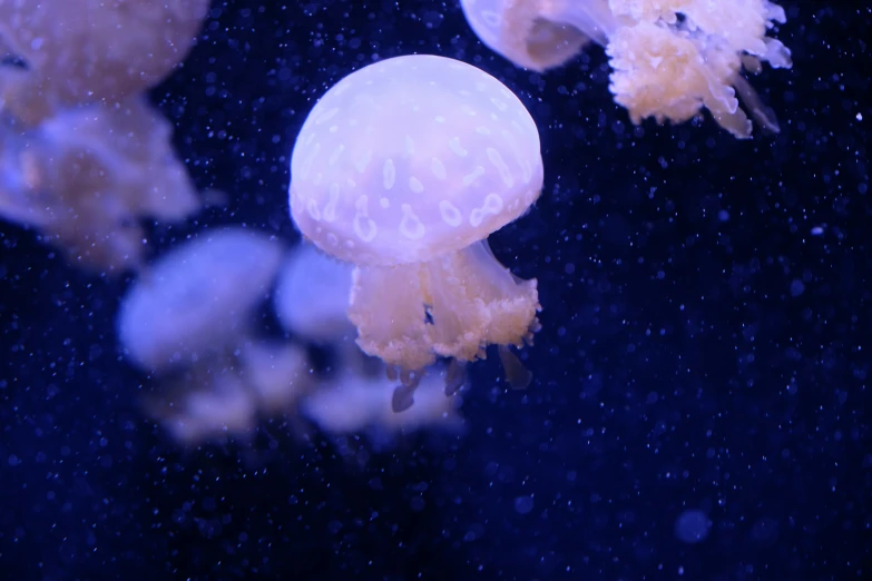 some very pretty looking jellyfish under the water