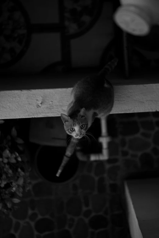 a small cat standing on a ledge with a hanging toy