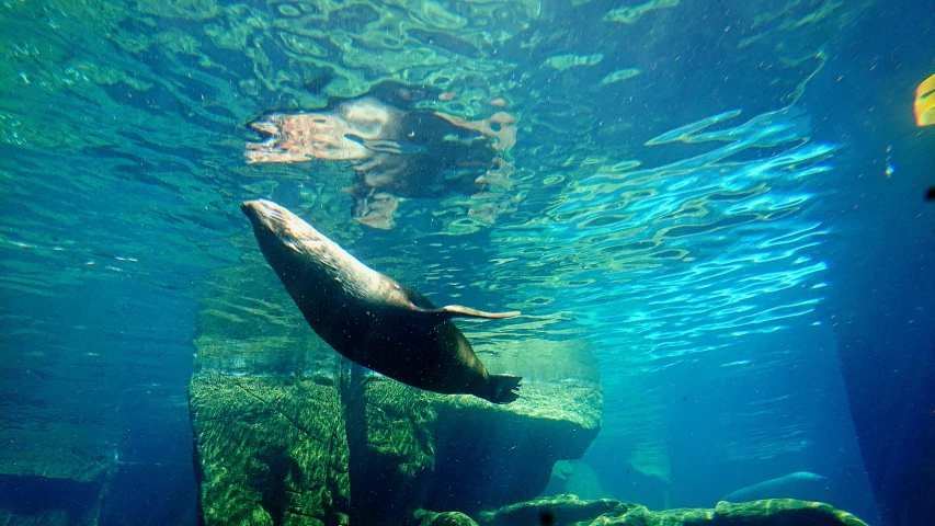 the large seal is swimming in the water