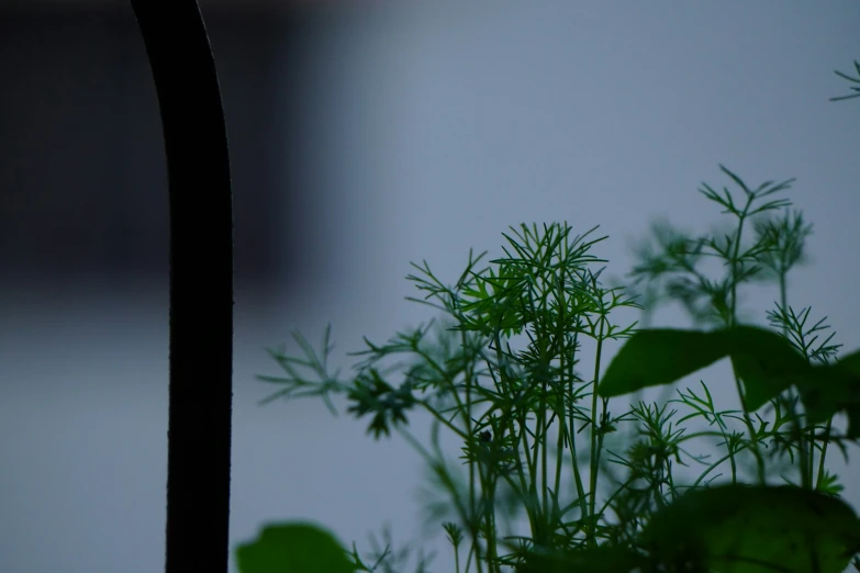 a view from the ground of a plant in a clear vase