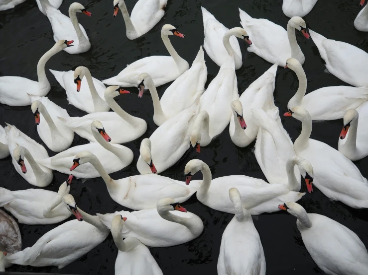 many swans floating down the river in formation