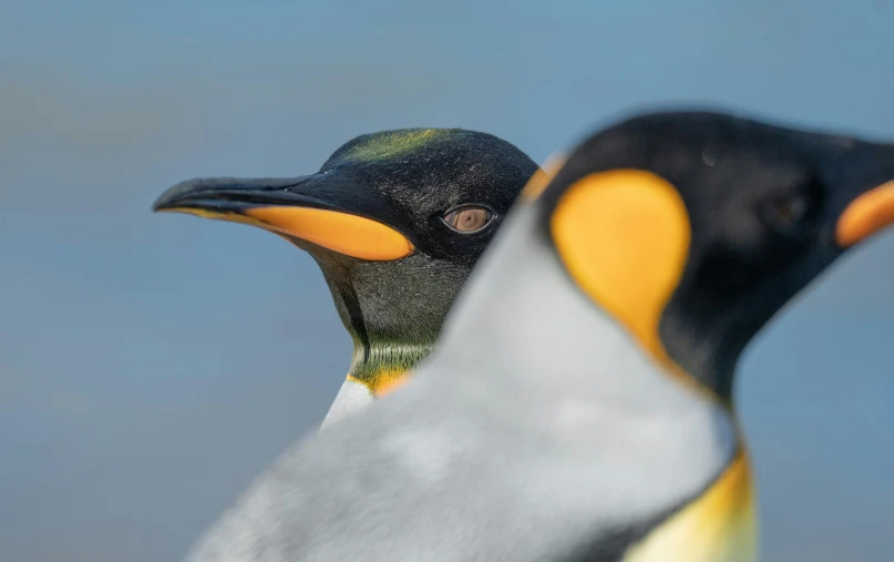 a bird with a big beak sticking it's head out