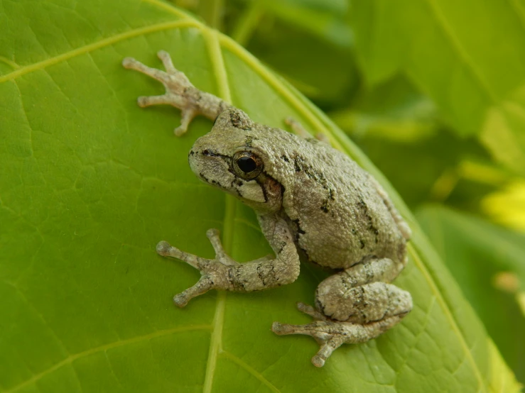 a frog on a leaf in the wild