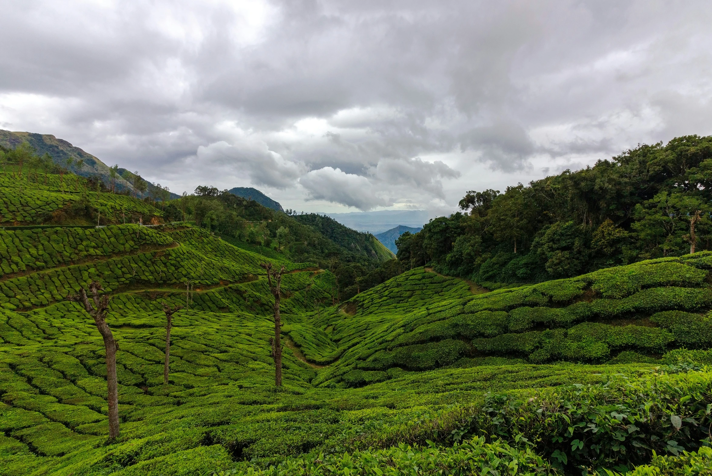 tea bushes grow in the middle of a hill