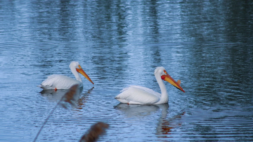 two white birds standing on top of a lake