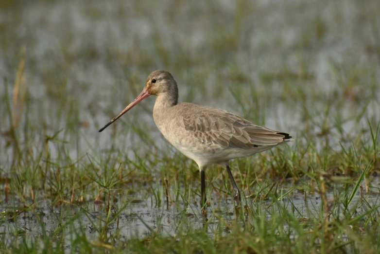 a little white bird with long beak in the grass