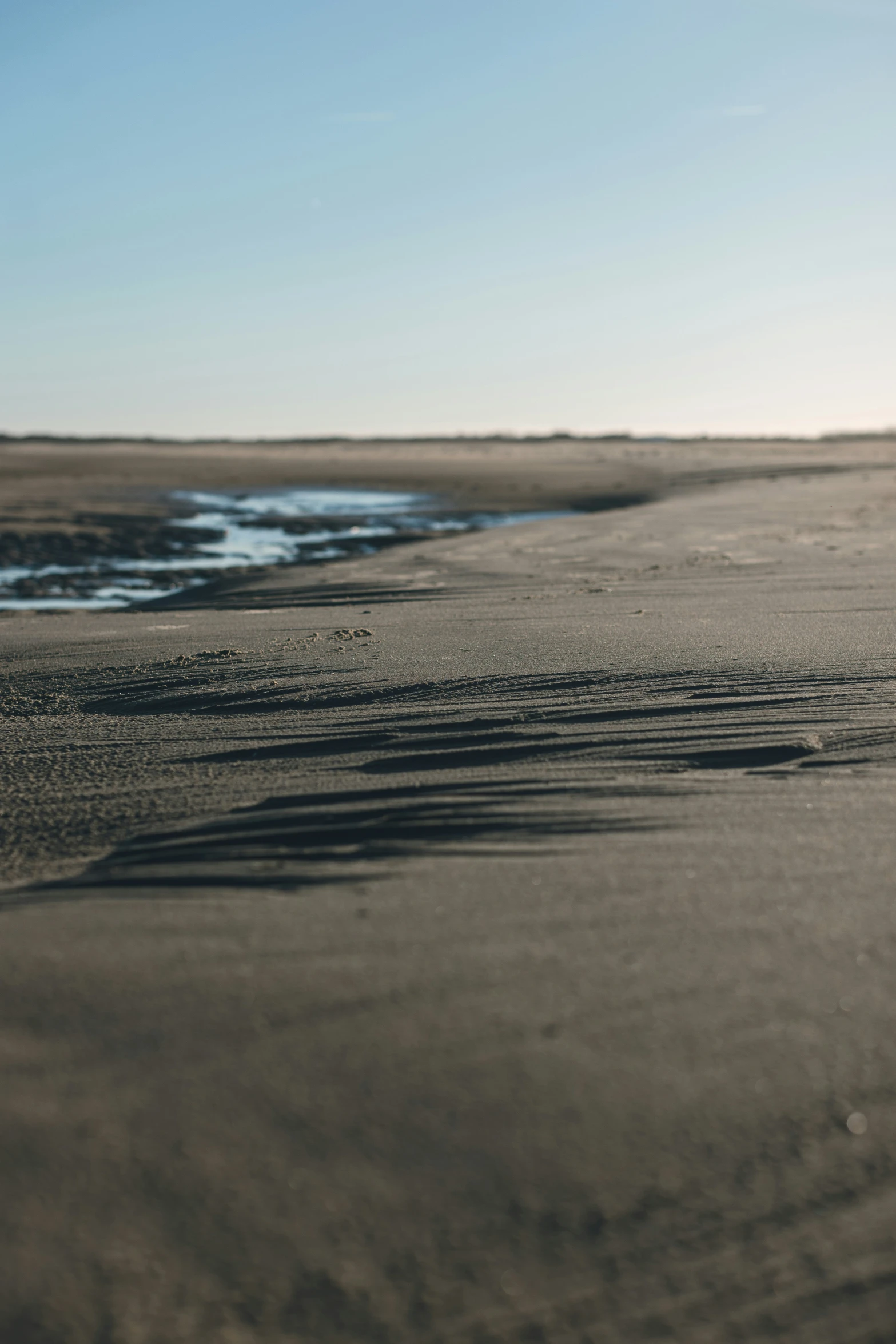 a small bird on the beach by the water