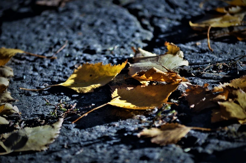 a group of leaves laying on a rock surface