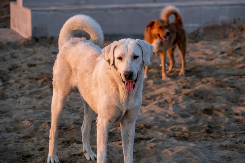 a dog standing with its mouth open while another dog walks in the background