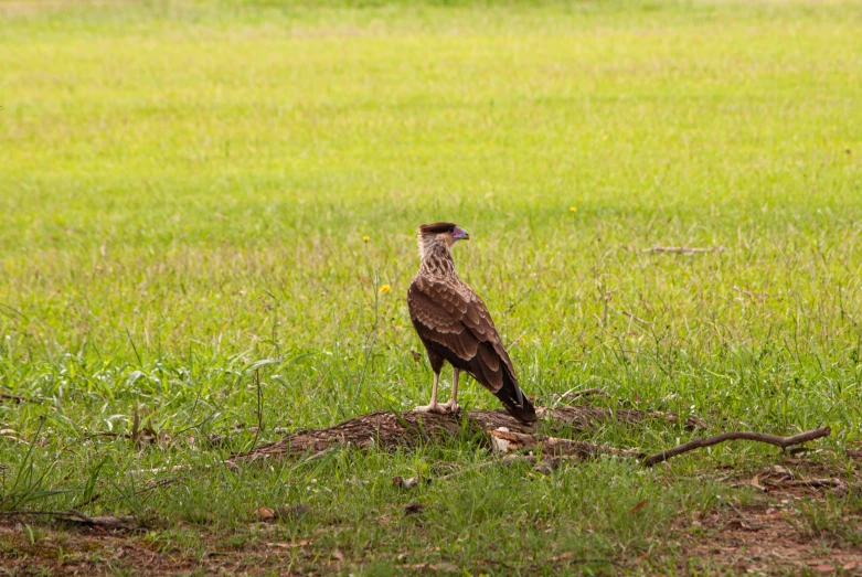 bird looking out over ground to the right