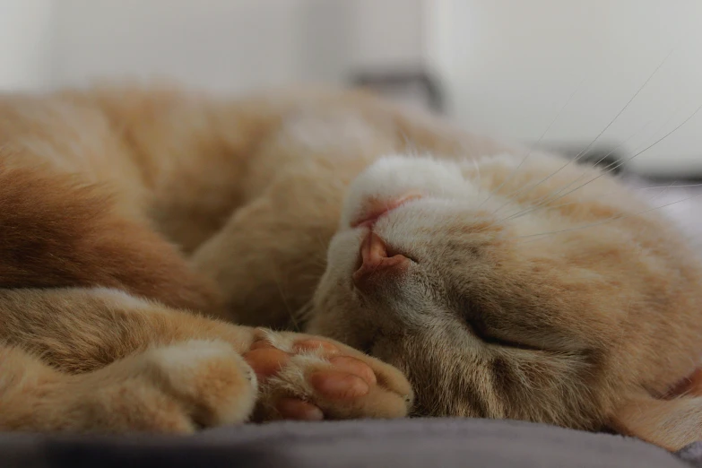 a cat sleeps comfortably with its head down on a blanket