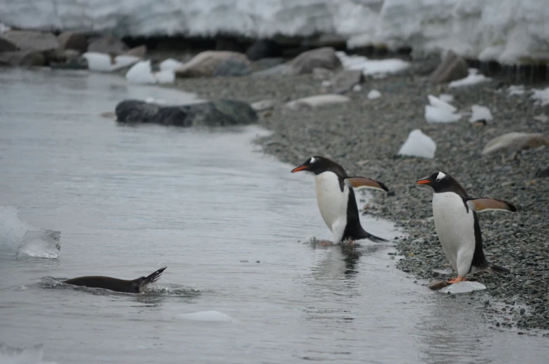 three penguins wading along the water and one penguin has a fish in its mouth