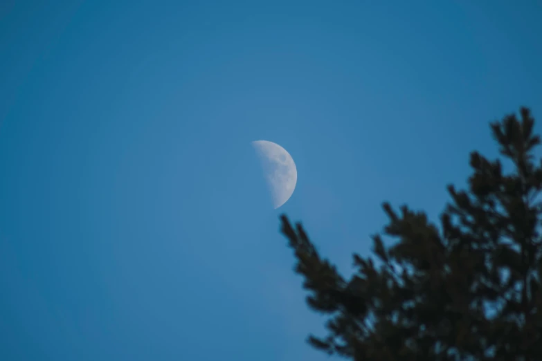 the moon is visible over some evergreens on a sunny day