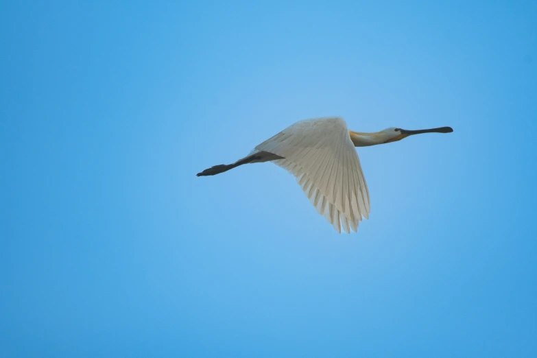 a crane flying in a clear blue sky