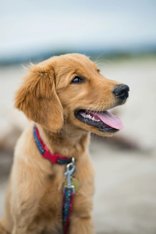 the brown dog is sitting down with it's tongue out