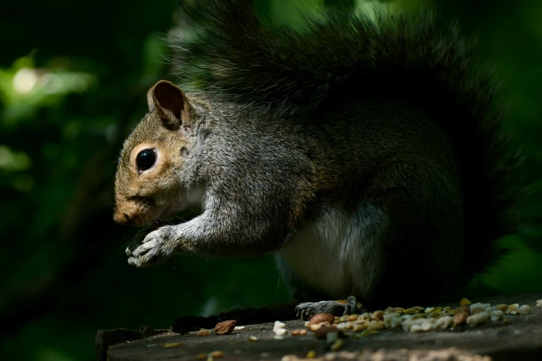 squirrel eating seeds from a wooden platform