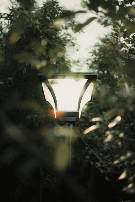 a street light shines between the trees and shrubs