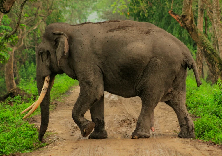 an elephant crossing a dirt road with trees in the background