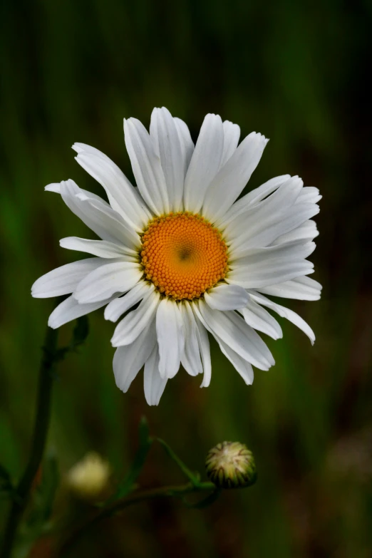 white and orange daisy with green background