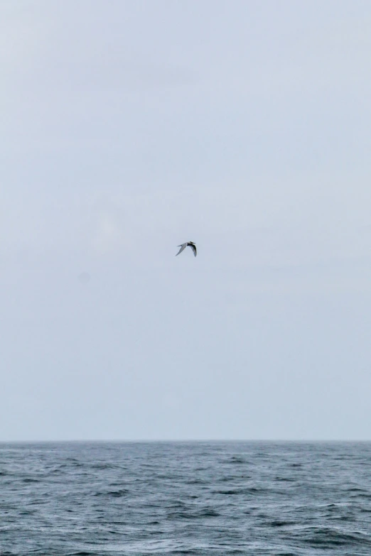 the bird is flying over the water on a clear day