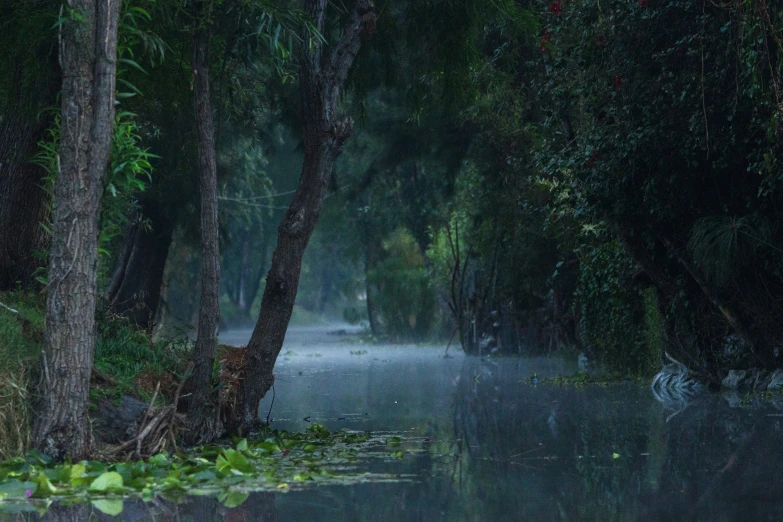 the woods are flooded with water and trees